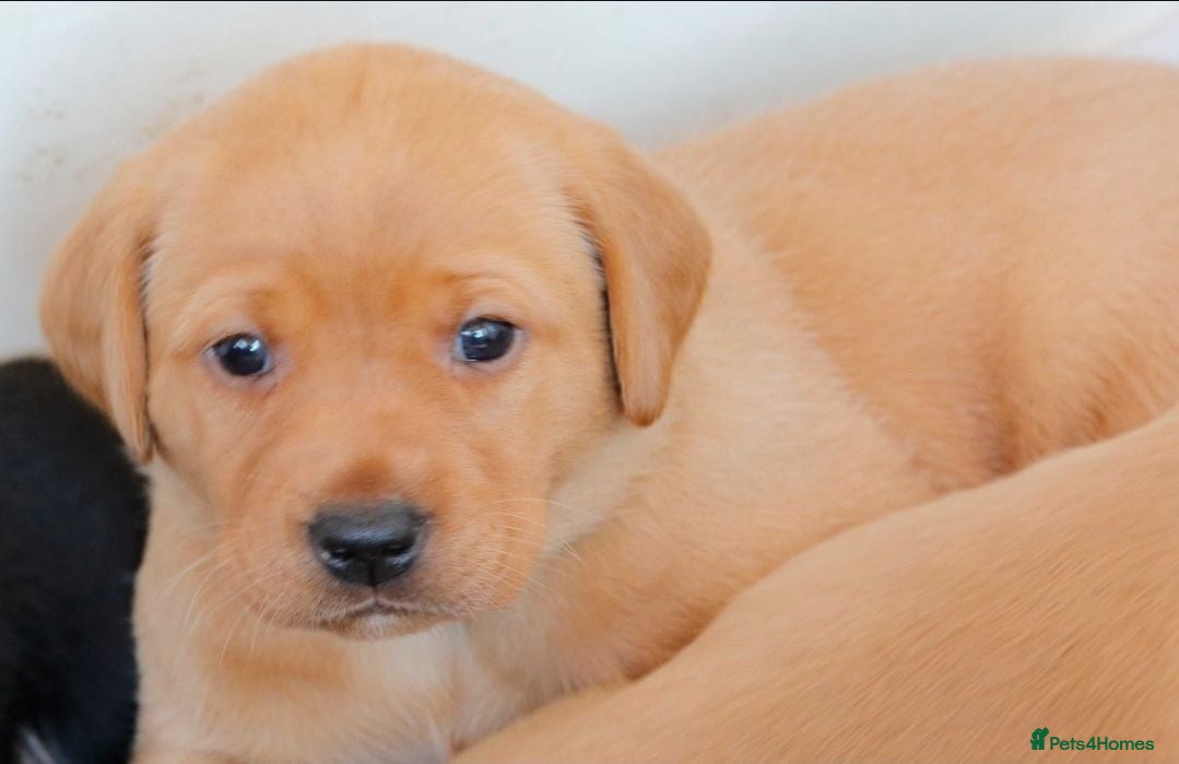 Labrador Retriever dogs Stunning chunky fox red & black labrador pups - Advert 1
