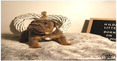 English Bulldog dogs - Advert 5