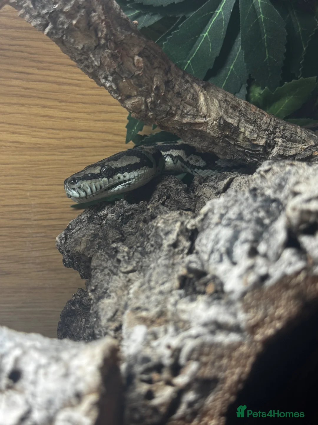 Python Snake reptiles for sale: Carpet python - Advert 1