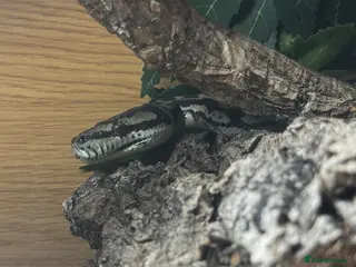 Python Snake reptiles Carpet python - Advert 1