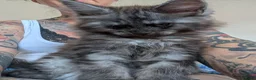 Maine Coon cats for sale: Large kittens growing nicely  - Advert 15
