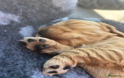 Cocker Spaniel dogs for sale: KC Reg show Type Cocker Spaniels VILLASPANIOL sire - Image 26