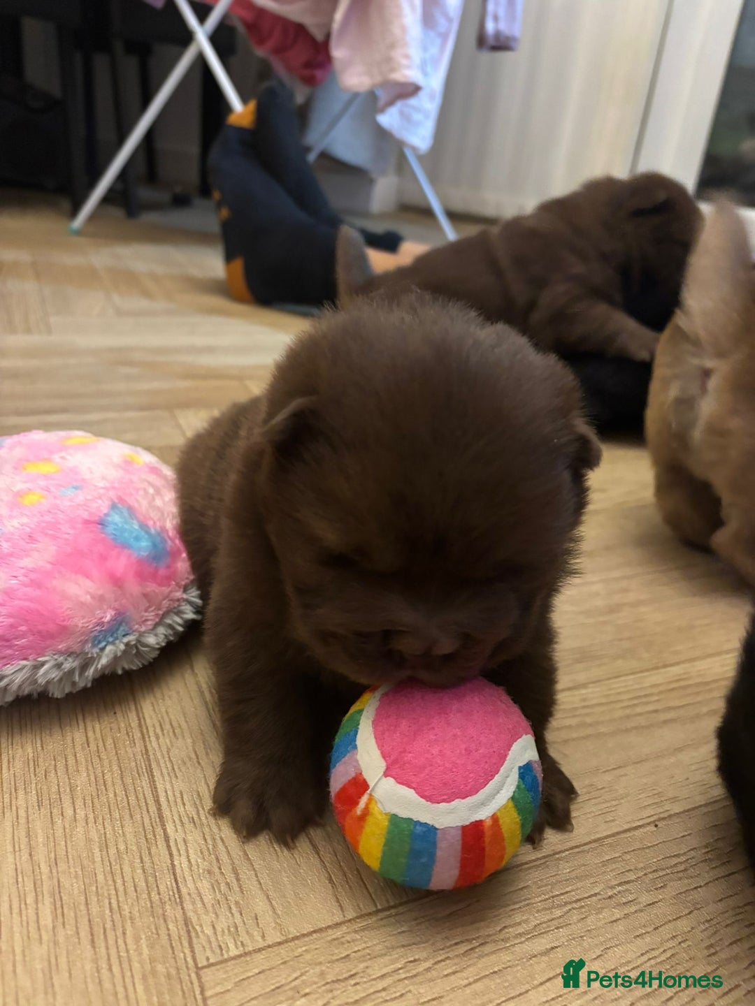 Chow Chow dogs for sale: Stunning Chow Chow Puppies Luxi Chow × Royal Chows - Advert 1