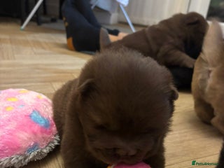 Chow Chow dogs Stunning Chow Chow Puppies Luxi Chow × Royal Chows - Advert 2