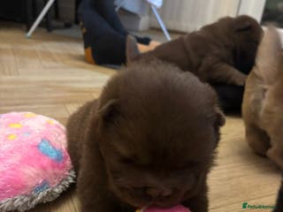 Chow Chow dogs Stunning Chow Chow Puppies Luxi Chow × Royal Chows - Advert 1