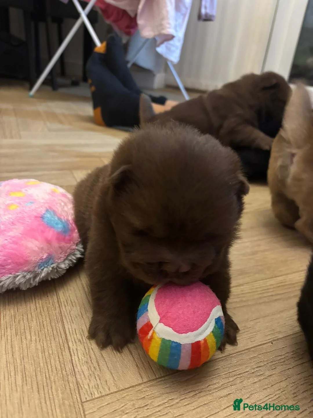 Chow Chow dogs for sale: Stunning Chow Chow Puppies Luxi Chow × Royal Chows - Advert 4