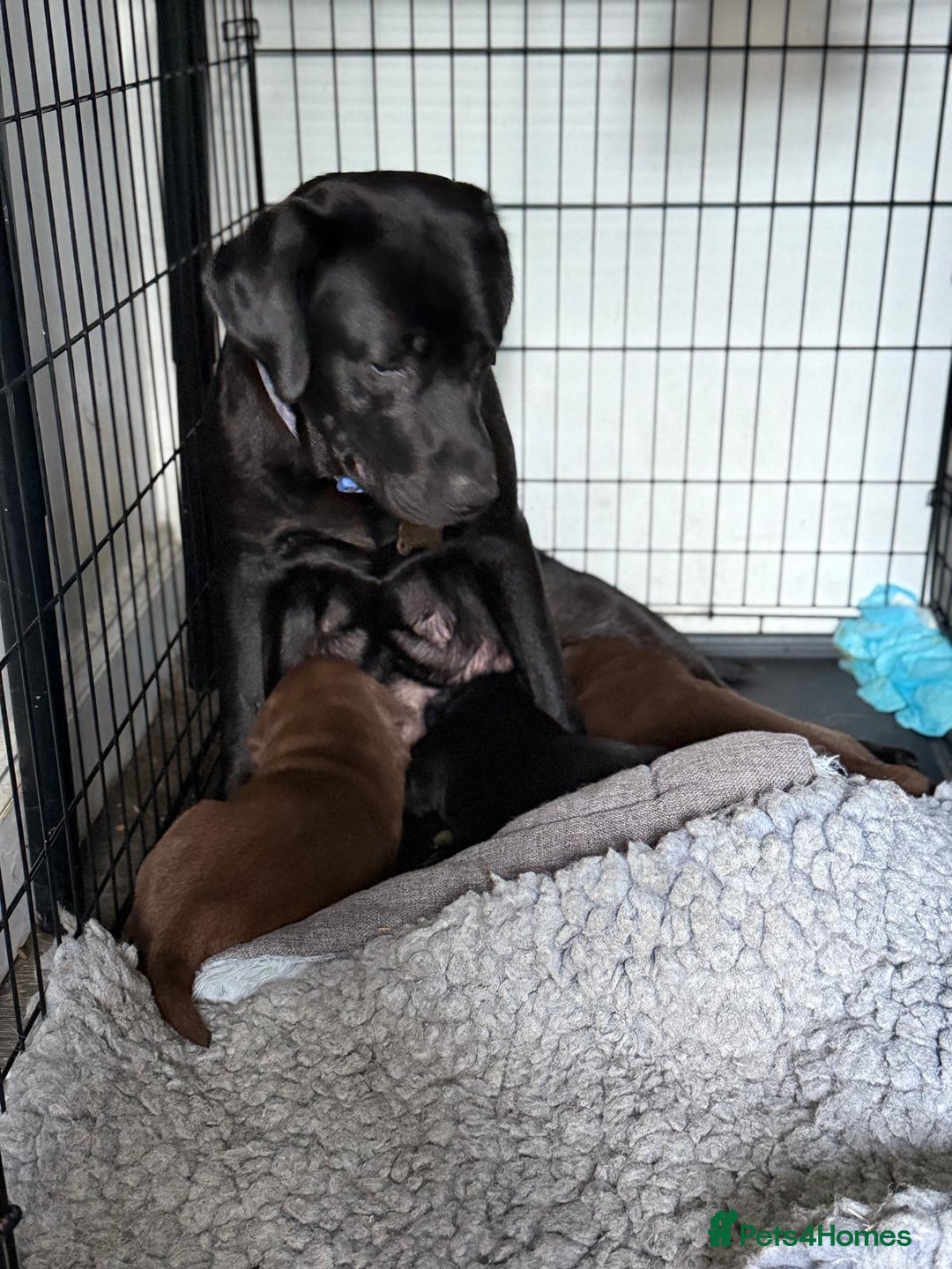 Labrador Retriever dogs for sale: 1 beautiful KC chunky show chocolate boy 4 wks - Image 4