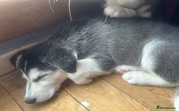 Siberian Husky dogs for sale: Lovely husky puppies, ready for new homes on 25/8 - Image 21