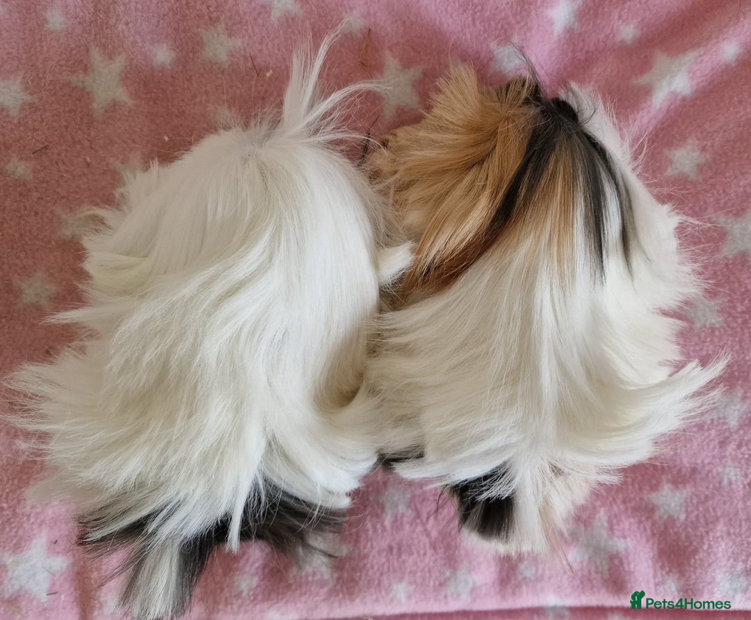 Guinea Pig rodents for sale: Pure Peruvian Sisters - Image 15