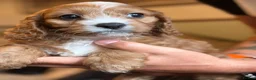 Cavapoo dogs for sale: Stunning f1 Cavapoos  - Advert 3