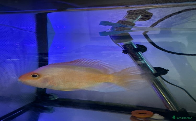 Other/Mixed Breed fish Hybrid parrot fish - Advert 1