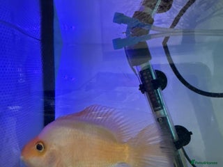 Other/Mixed Breed fish Hybrid parrot fish - Advert 9