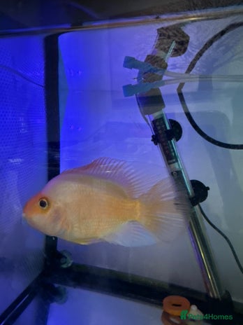 Other/Mixed Breed fish Hybrid parrot fish - Advert 2