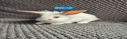 Mini Lion Lop rabbits for sale: Mini Lion Lop Bunnies - Advert 10