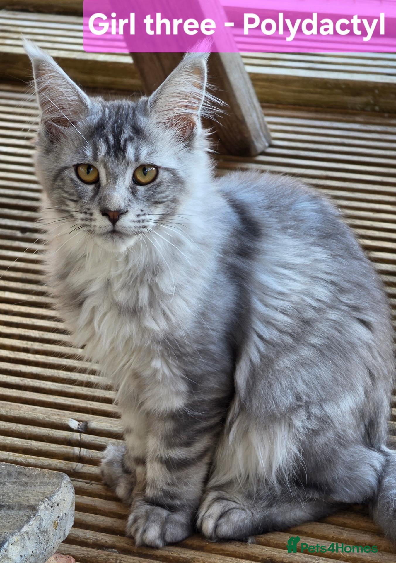 Maine Coon cats BEAUTIFUL MAINE COON KITTENS, POLY AND NON POLY  - Advert 2