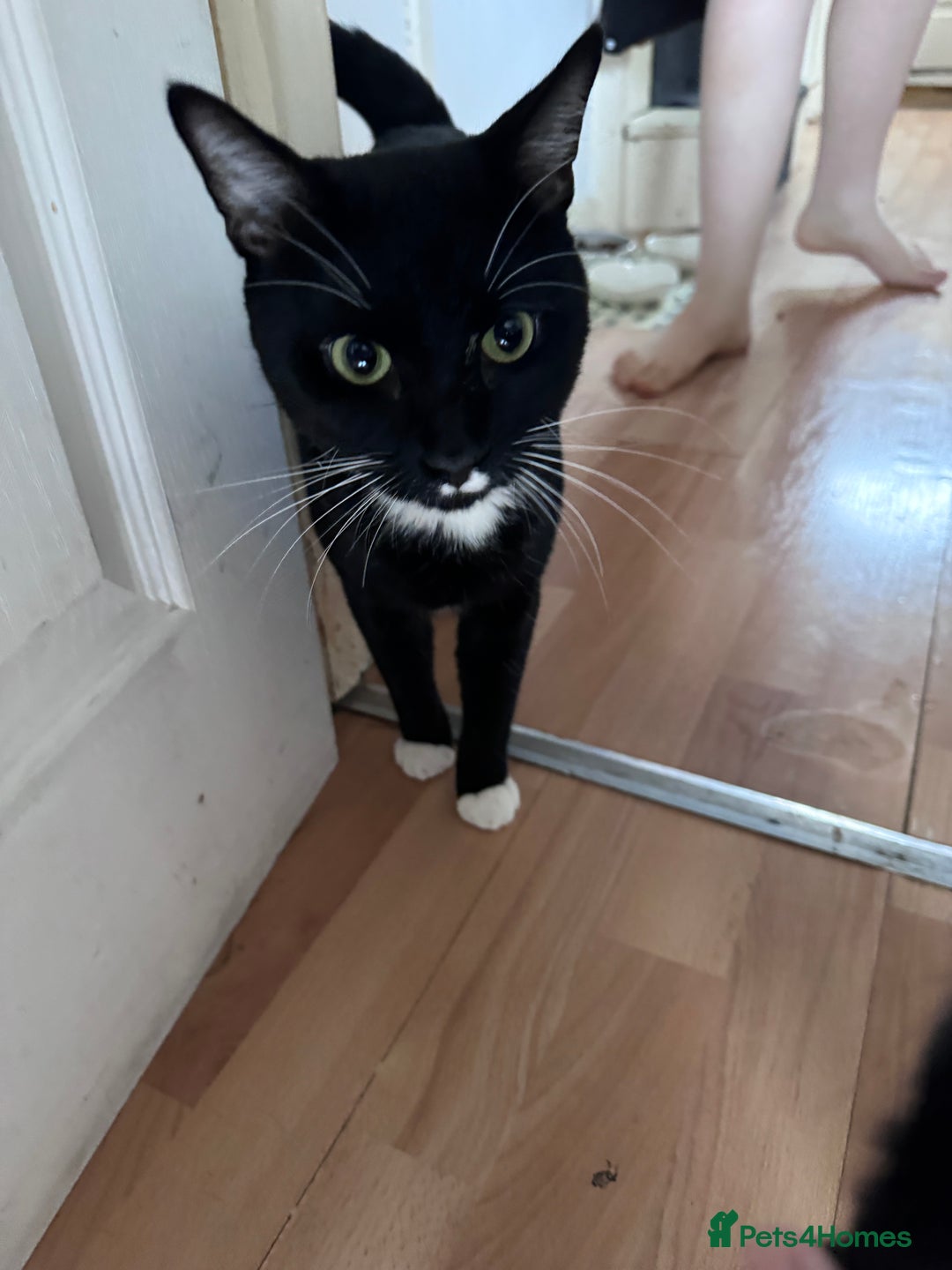 Mixed Breed cats for sale: Maverick and goose  - Image 3