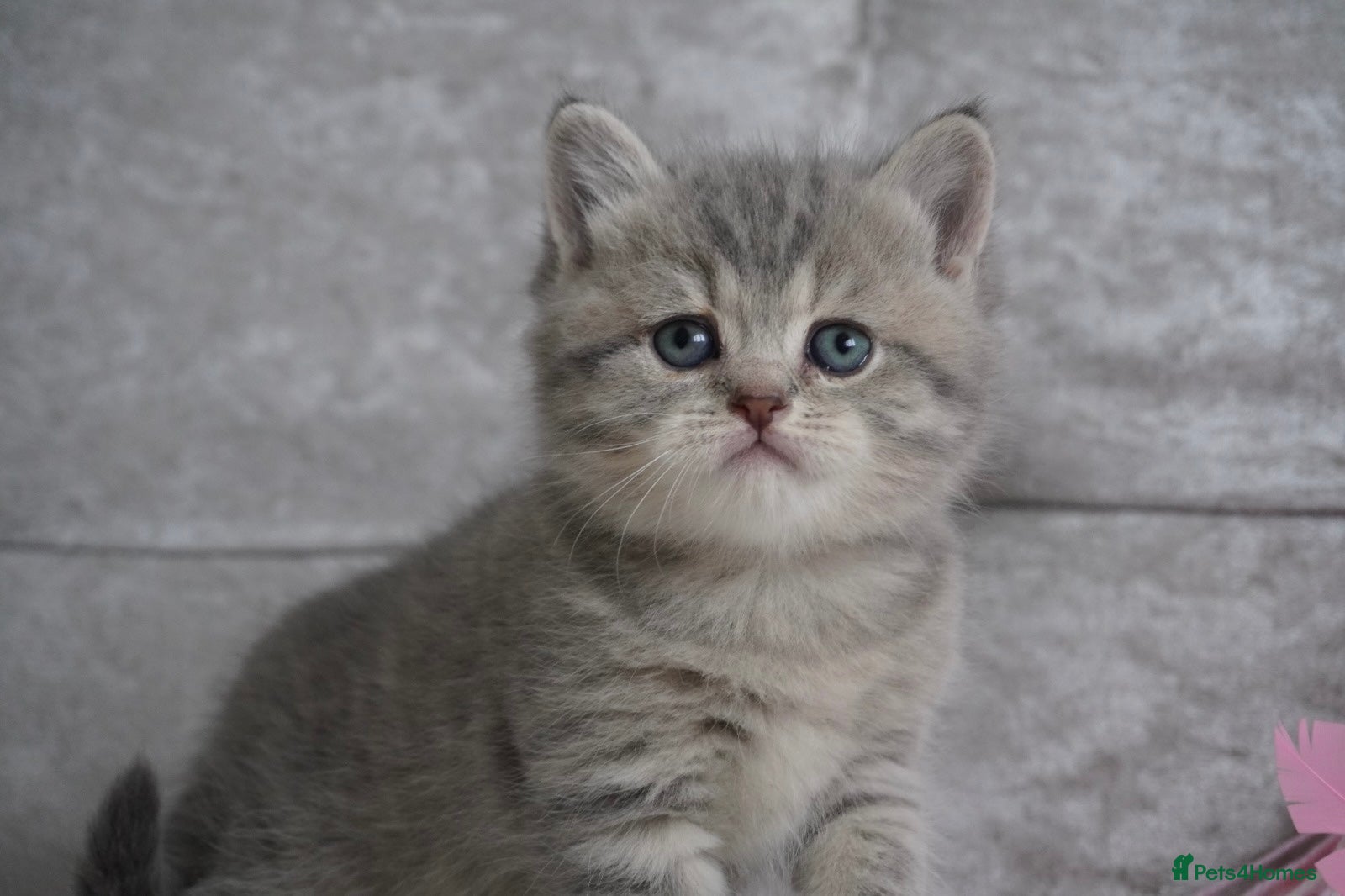 Munchkin cats 🍇🫐Munchkin Kittens - Advert 1