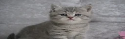 Munchkin cats for sale: 🍇🫐Munchkin Kittens - Advert 2