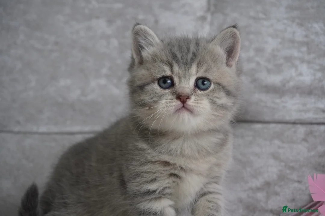 Munchkin cats for sale: 🍇🫐Munchkin Kittens - Advert 2