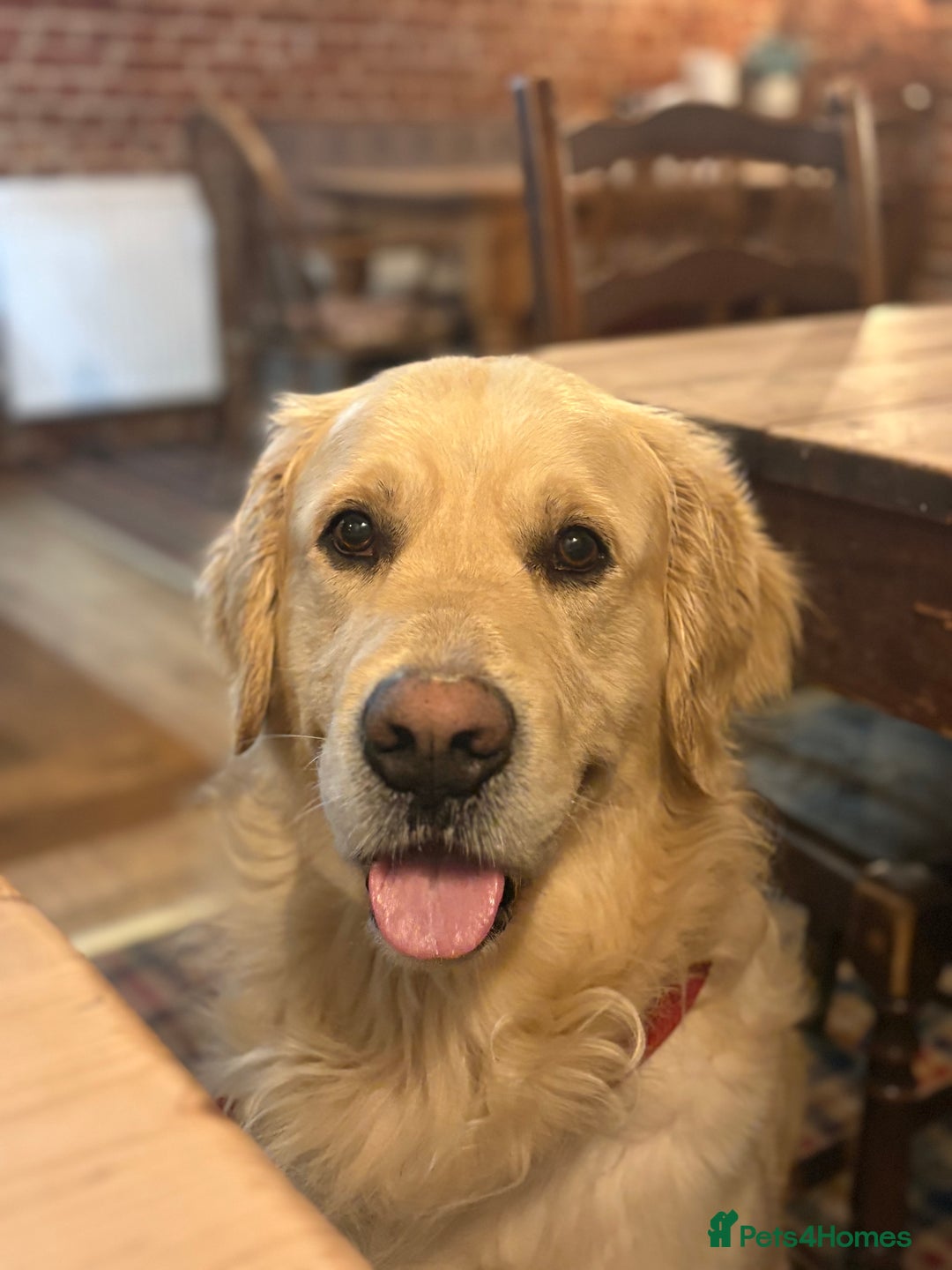 Golden Retriever dogs for sale: Golden Retriever Puppies  - Advert 2