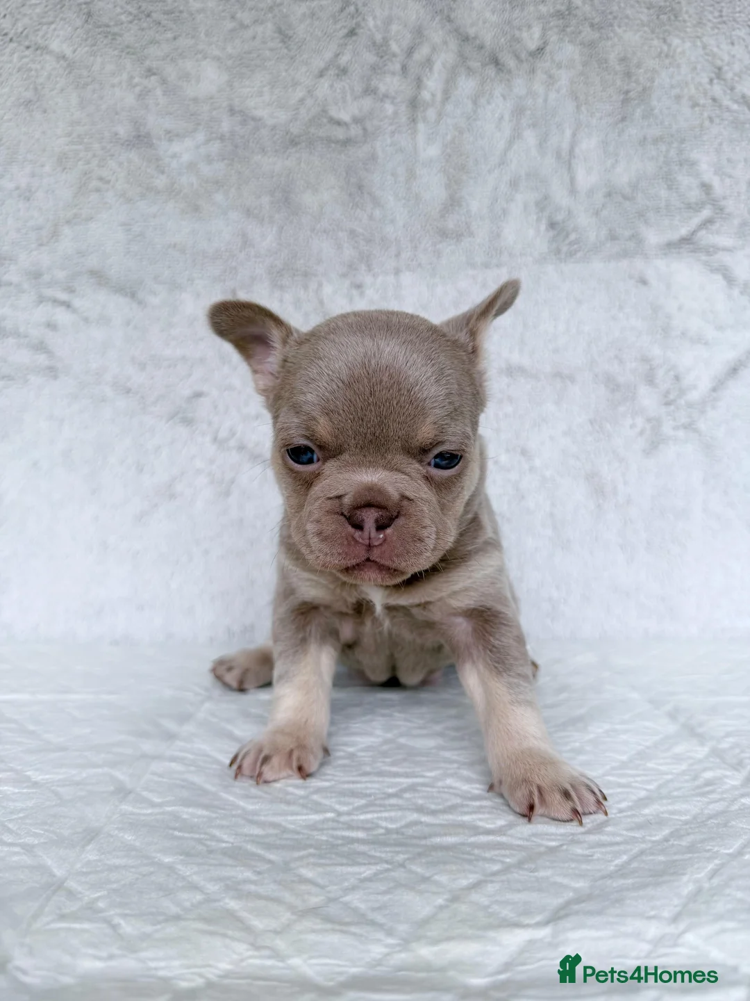 French Bulldog dogs for sale: KC registered new shade French Bulldog puppies - Advert 32