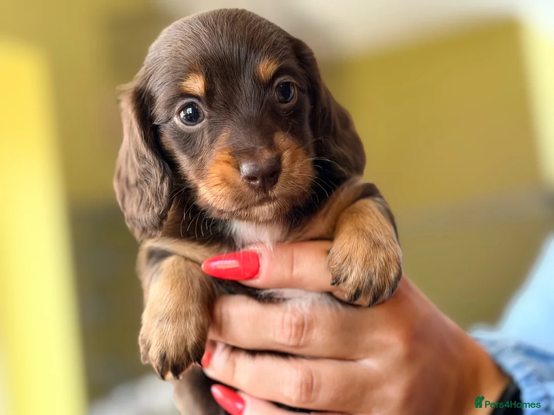 Miniature Dachshund dogs for sale: 🌸Special puppies for Special Peoples 🌸 - Advert 2