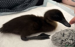 Ducks poultry for sale: Cayuga ducklings - Image 4