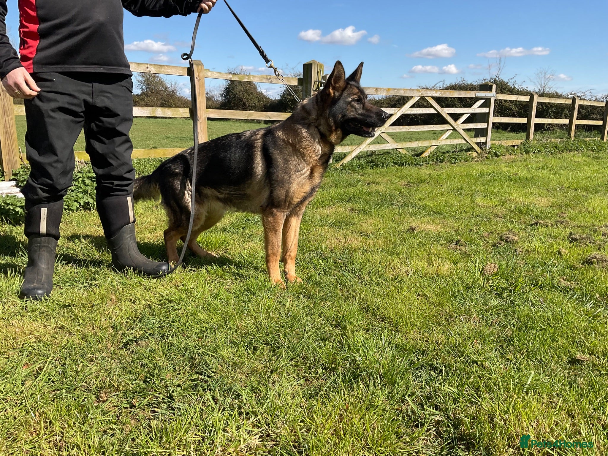 German Shepherd dogs 1 sable female & 2 male German shepherds - Advert 6