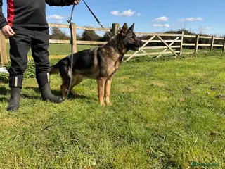 German Shepherd dogs 1 sable female & 2 male German shepherds - Advert 6