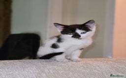 Mixed Breed cats for sale: Female kitten  - Advert 4