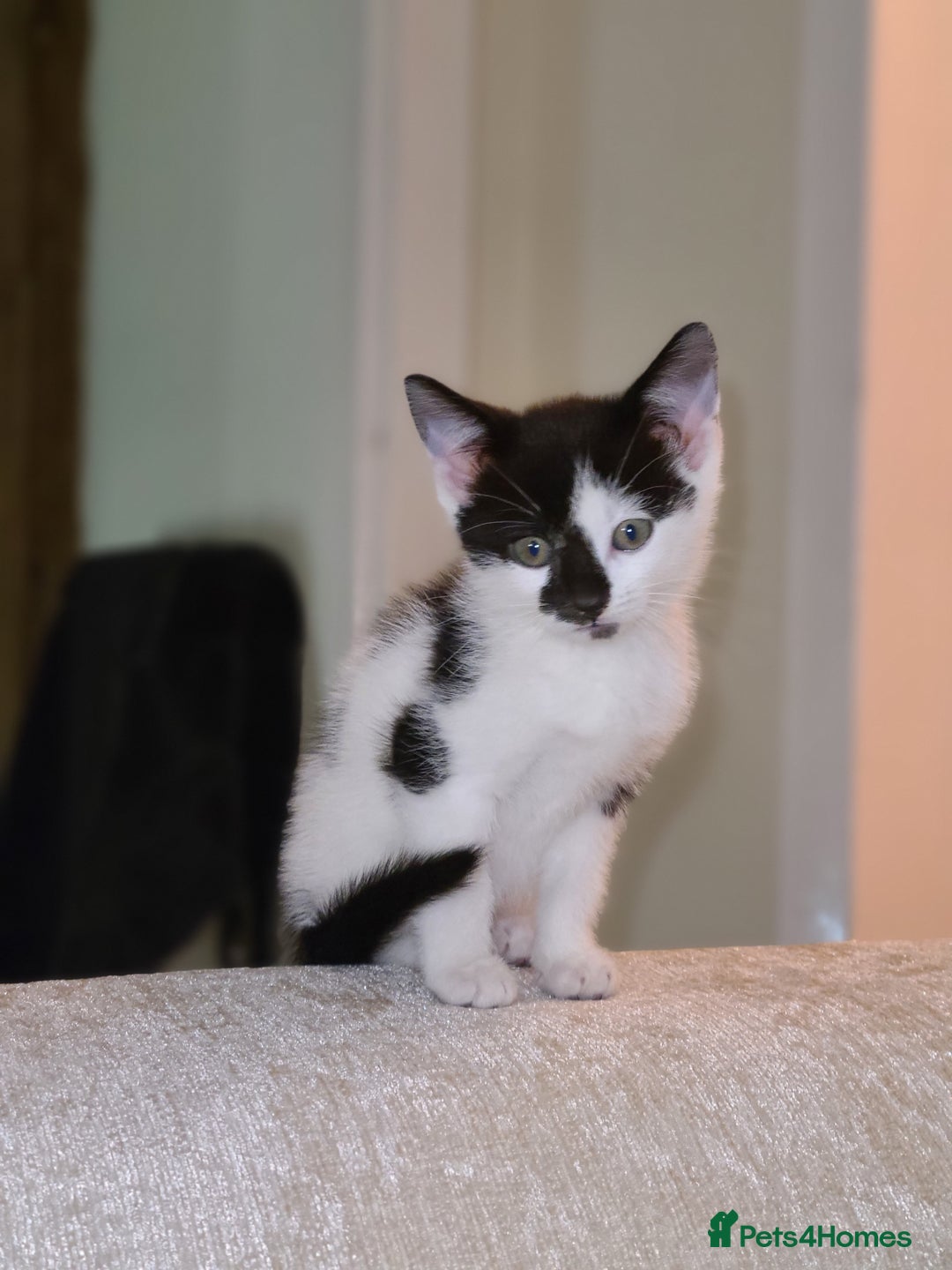 Mixed Breed cats for sale: Female kitten  - Advert 4