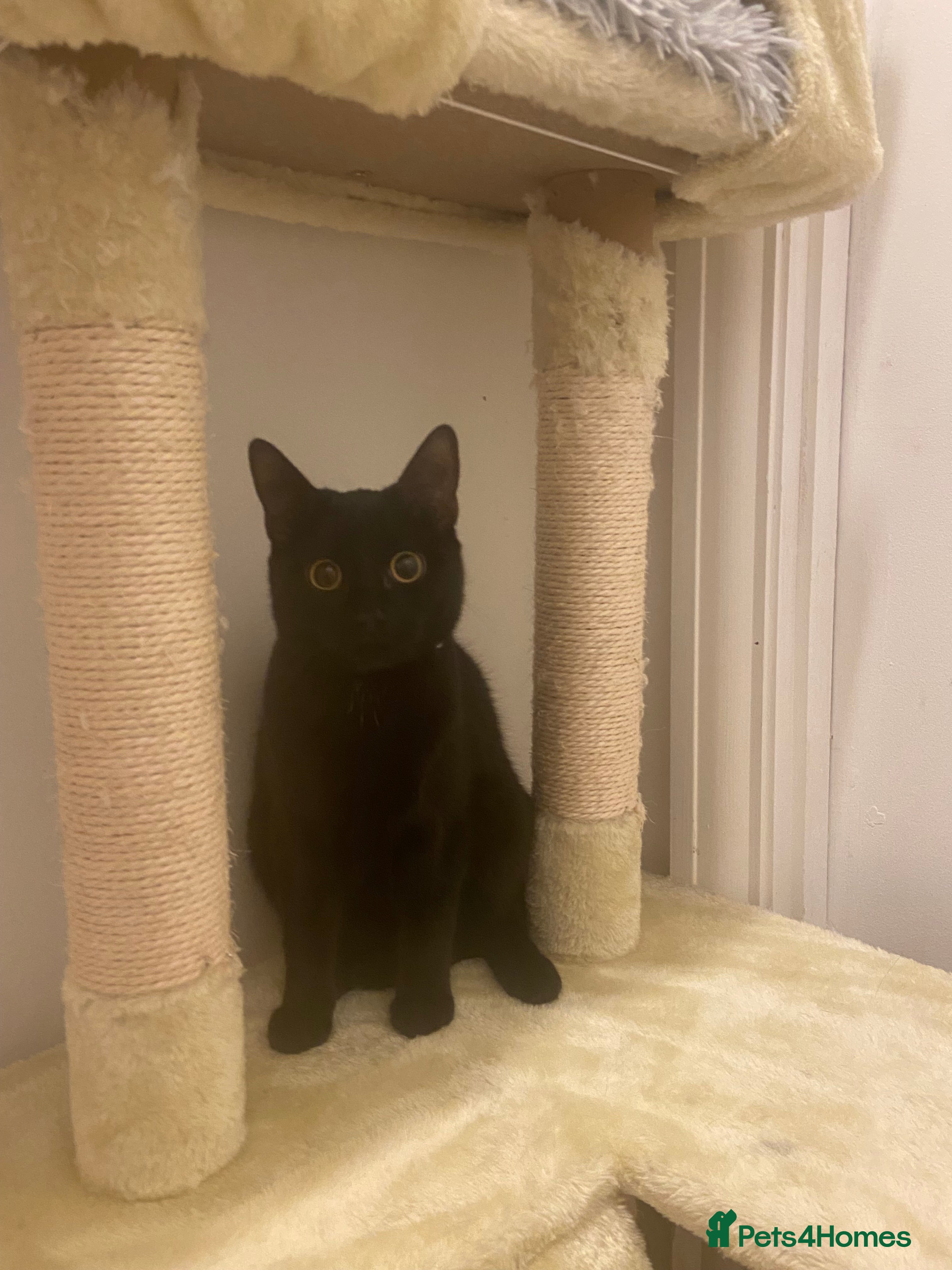 British Shorthair cats Beautiful Black kitten looking for forever home.  - Advert 11