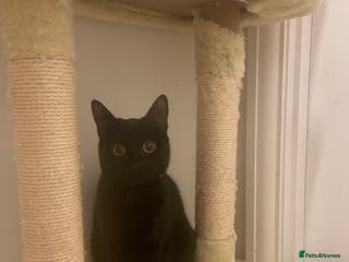British Shorthair cats Beautiful Black kitten looking for forever home. - Advert 13