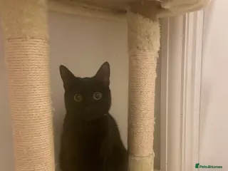 British Shorthair cats Beautiful Black kitten looking for forever home. - Advert 17