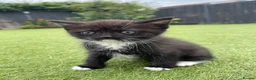 Mixed Breed cats for sale: Mixed british shorthair kitten in Swindon - Advert 17