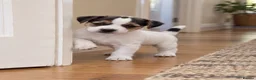 Parson Russell dogs for sale: Quality Parson Russell Puppies - Advert 3