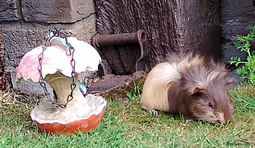 Guinea Pig rodents for sale: Beautiful baby boy  - Image 14
