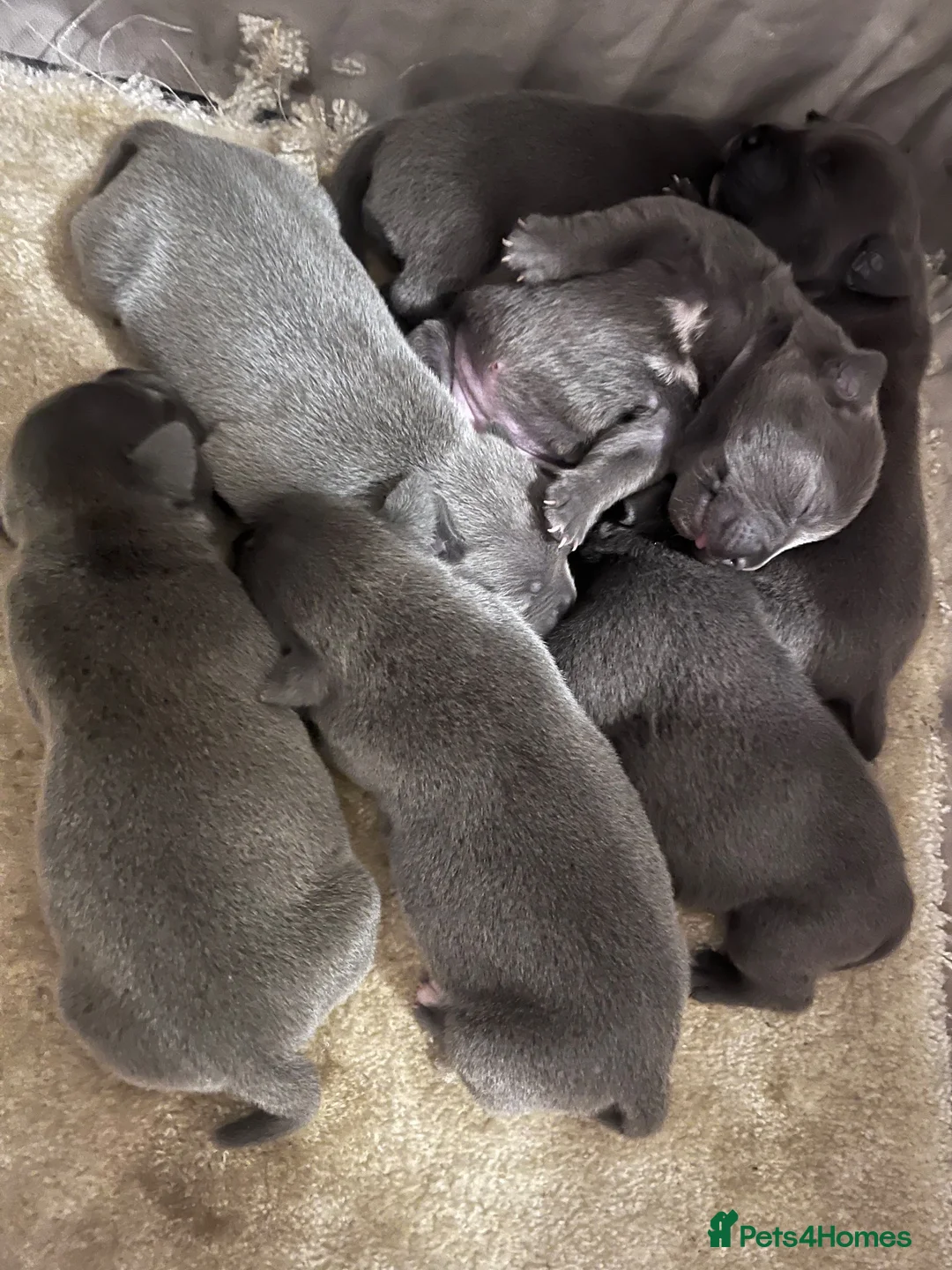 Staffordshire Bull Terrier dogs for sale: Blue Champion Bloodline in Kidderminster - Advert 2
