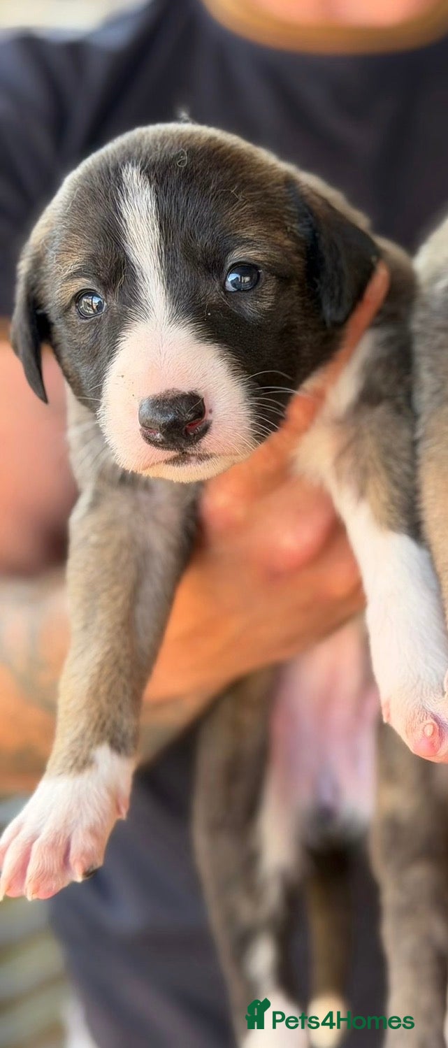 Lurcher Puppy 5