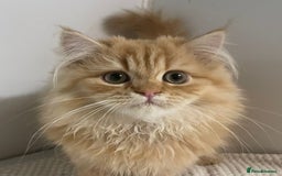 Persian cats for sale: 3 beautiful Persian Kittens Registered with GccF - Image 1