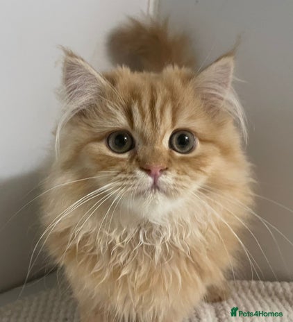 Persian cats - Advert 16