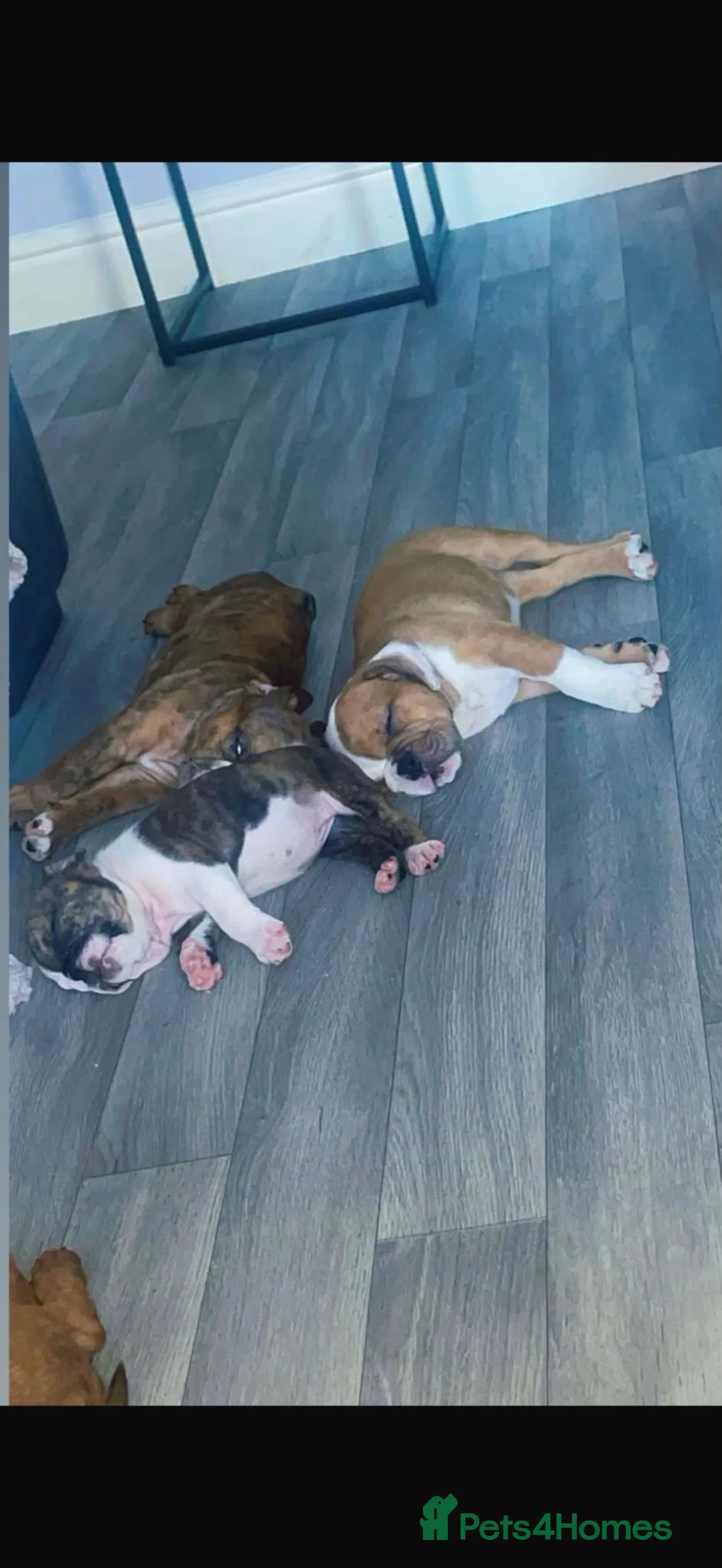 English Bulldog dogs for sale: ‼️REDUCED‼️STUNNiNG DWKC ENGLISH BULLDOG PUPPIES - Advert 1