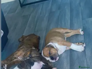 English Bulldog dogs ‼️REDUCED‼️STUNNiNG DWKC ENGLISH BULLDOG PUPPIES - Advert 8