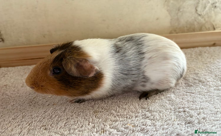 Guinea Pig rodents - Advert 3