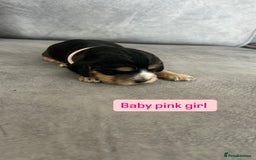 Cocker Spaniel dogs for sale: ✨show type cocker spaniel ✨ - Image 6