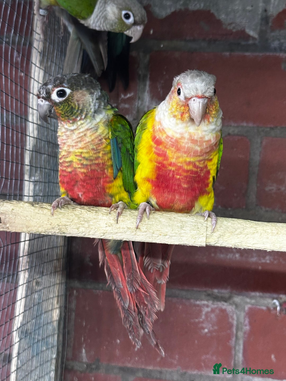 Mixed Breed birds for sale: Different birds for sale  - Advert 6