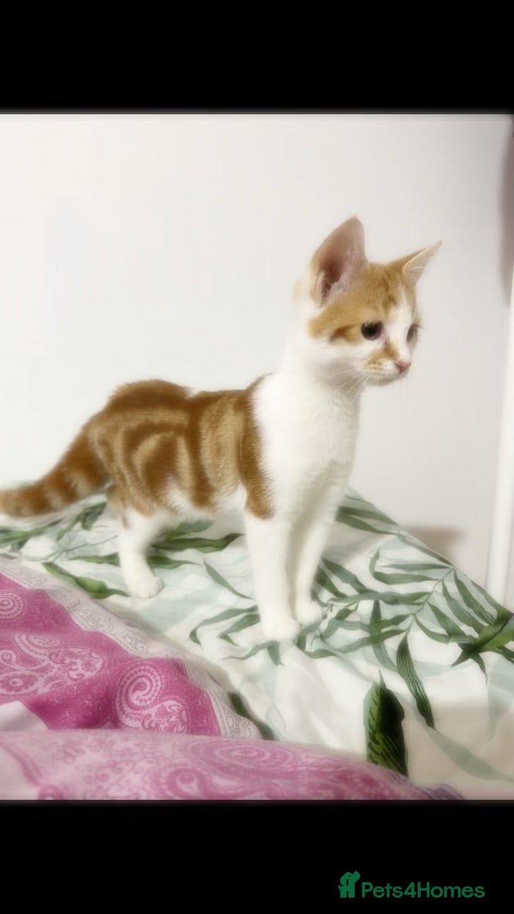 Mixed Breed cats Beautiful 7 Month Old Female Kitten - Advert 1