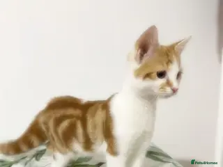 Mixed Breed cats Beautiful 7 Month Old Female Kitten - Advert 1