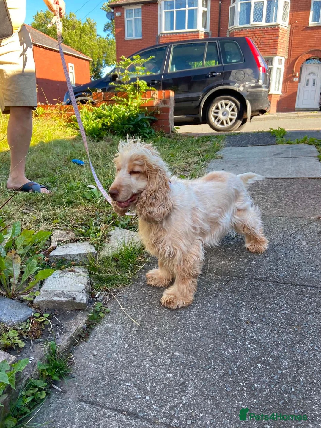 Cocker Spaniel dogs for sale: Show type coker spaniel  - Advert 4
