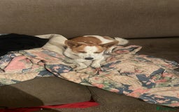 Jack Russell dogs for sale: Toby  - Image 9